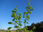 Wiosenna lipa